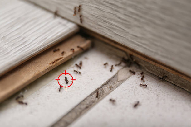 Best Cockroach Control Services  in Lake Los Angeles, CA
