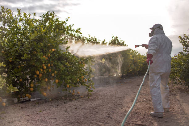 Best Pest Prevention Services  in Lake Los Angeles, CA