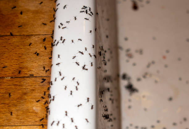 Pest Prevention Services in Lake Los Angeles, CA