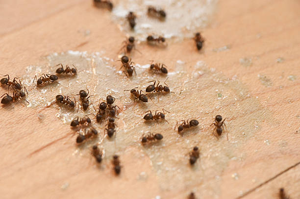 Flea Control Services in Lake Los Angeles, CA